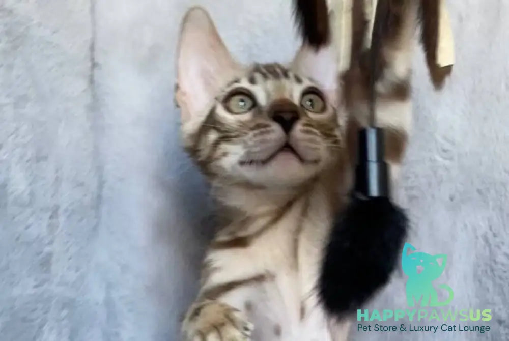 Gucci Bengal male black amber spotted tabby live animals