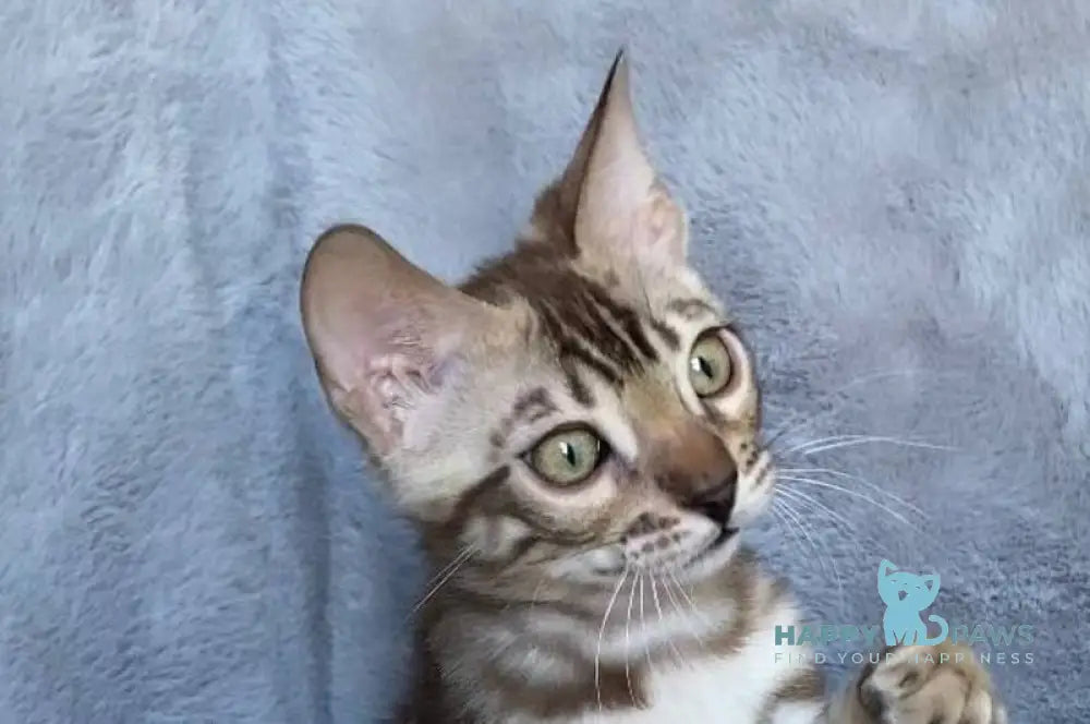 Gucci Bengal male black amber spotted tabby live animals