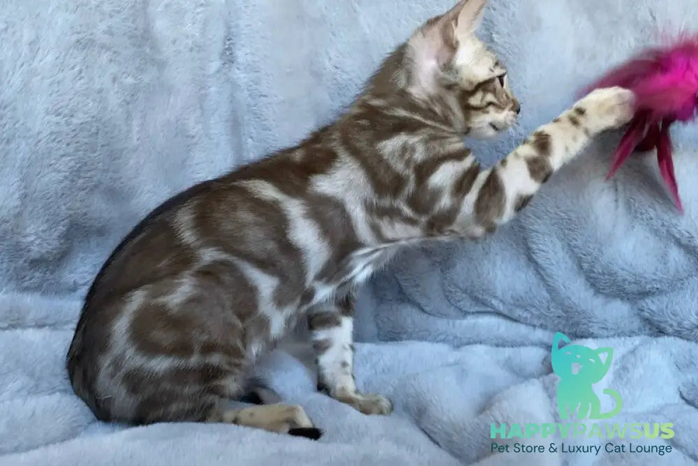 Gucci Bengal male black amber spotted tabby live animals