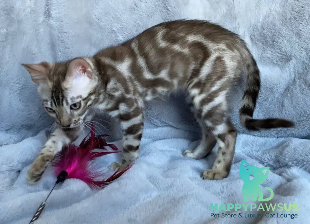 Gucci Bengal male black amber spotted tabby live animals