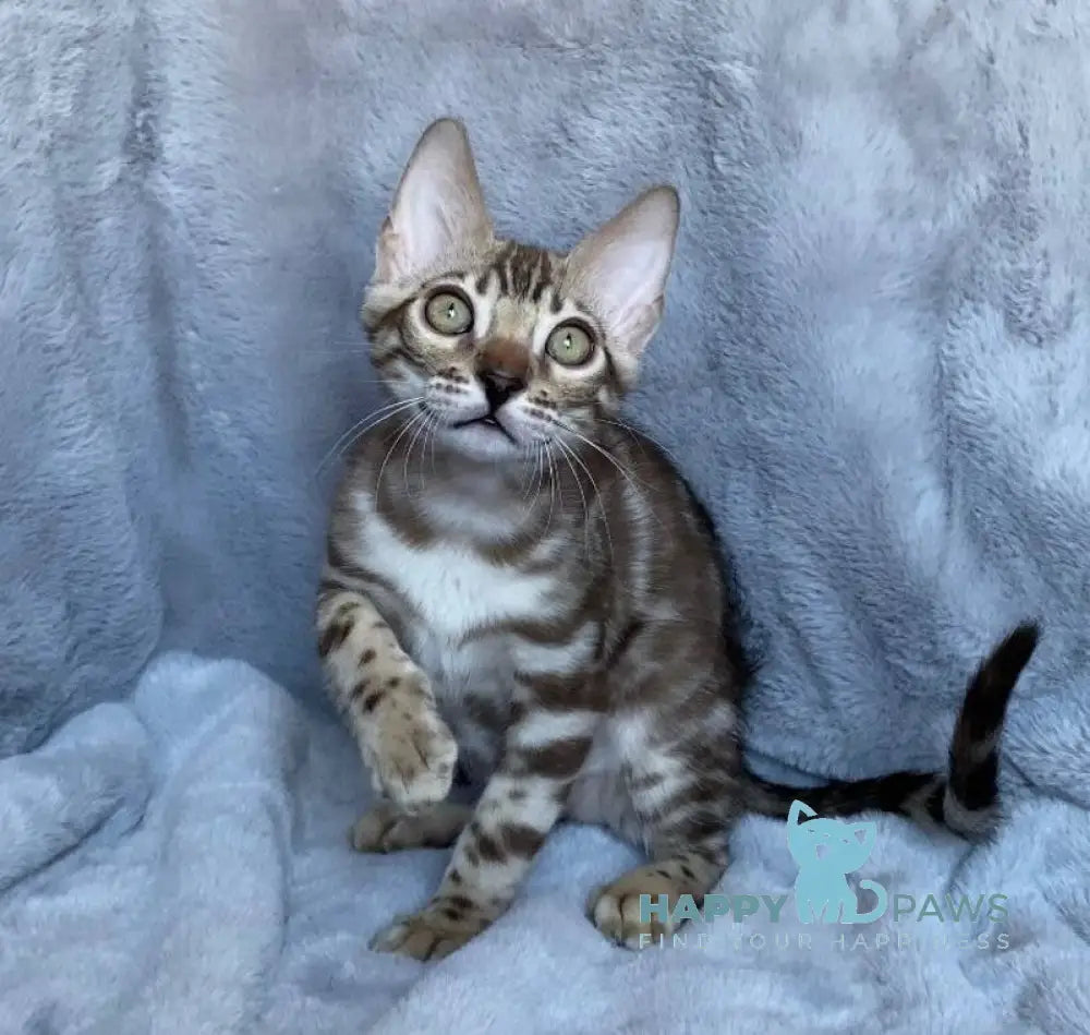Gucci Bengal male black amber spotted tabby live animals