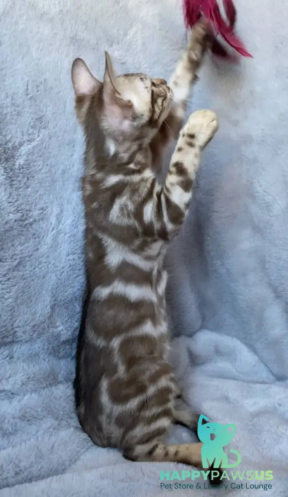Gucci Bengal male black amber spotted tabby live animals