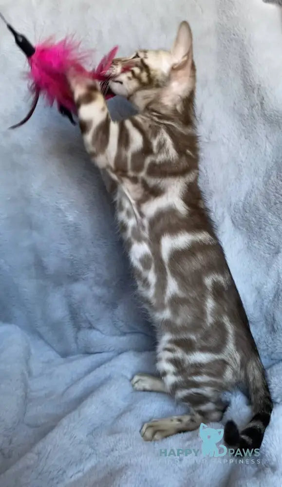 Gucci Bengal male black amber spotted tabby live animals