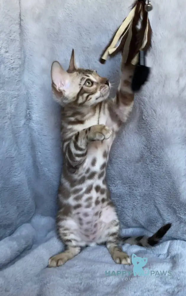 Gucci Bengal male black amber spotted tabby live animals