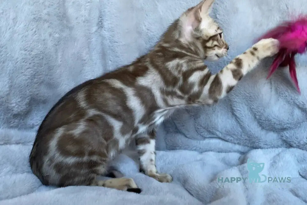 Gucci Bengal male black amber spotted tabby live animals