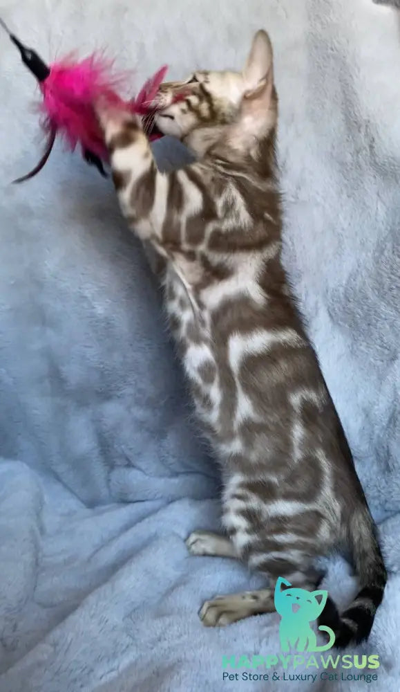 Gucci Bengal male black amber spotted tabby live animals