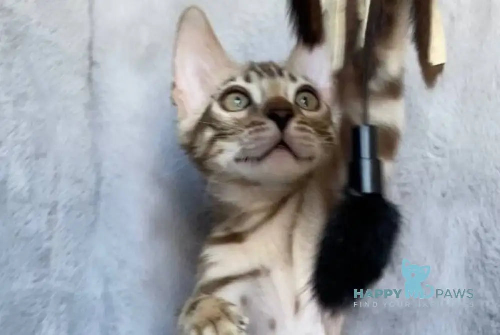 Gucci Bengal male black amber spotted tabby live animals