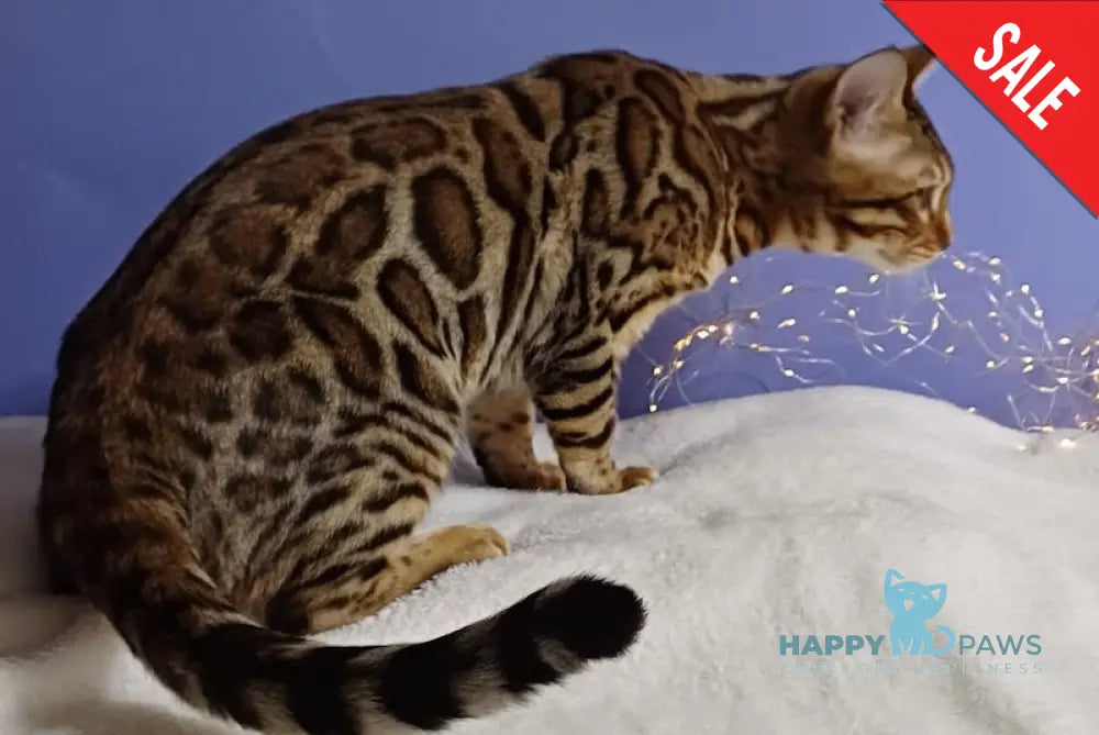 Gucci Bengal Male Black Spotted Tabby Live Animals