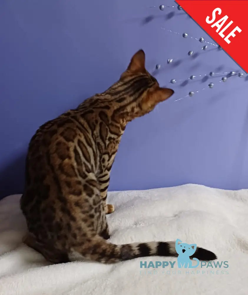 Gucci Bengal Male Black Spotted Tabby Live Animals