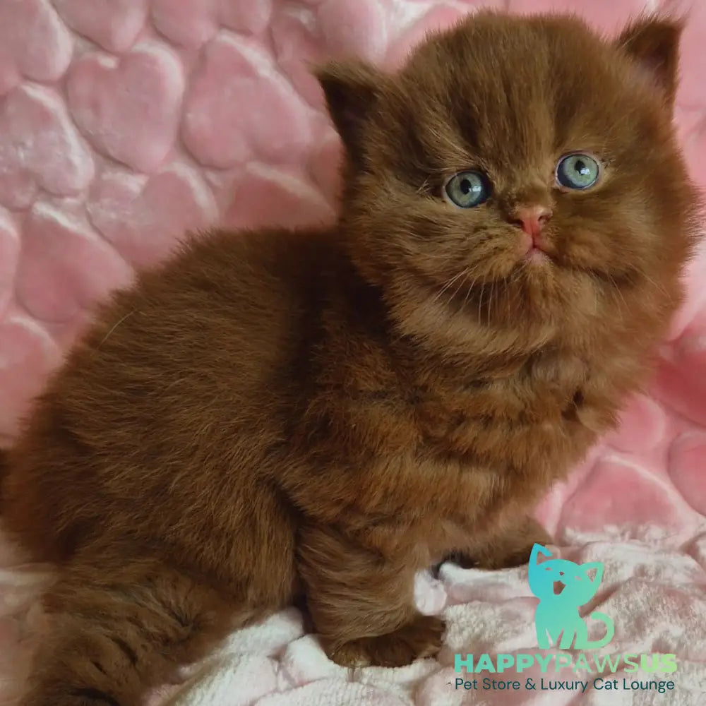 Gucci British Longhair male cinnamon - live animals