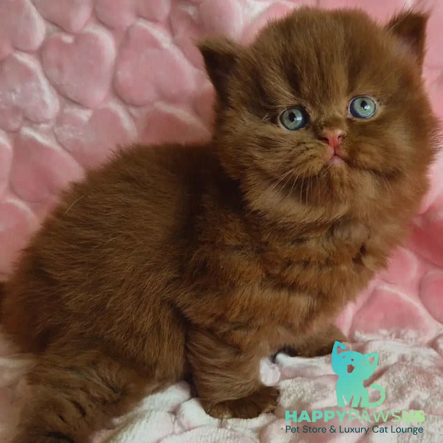 Gucci British Longhair male cinnamon - live animals