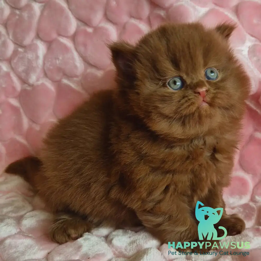 Gucci British Longhair male cinnamon - live animals