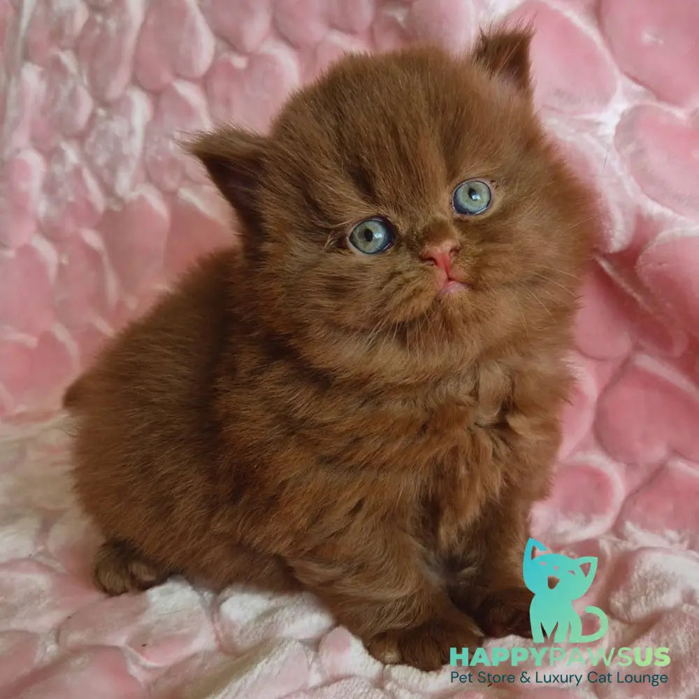 Gucci British Longhair male cinnamon - live animals