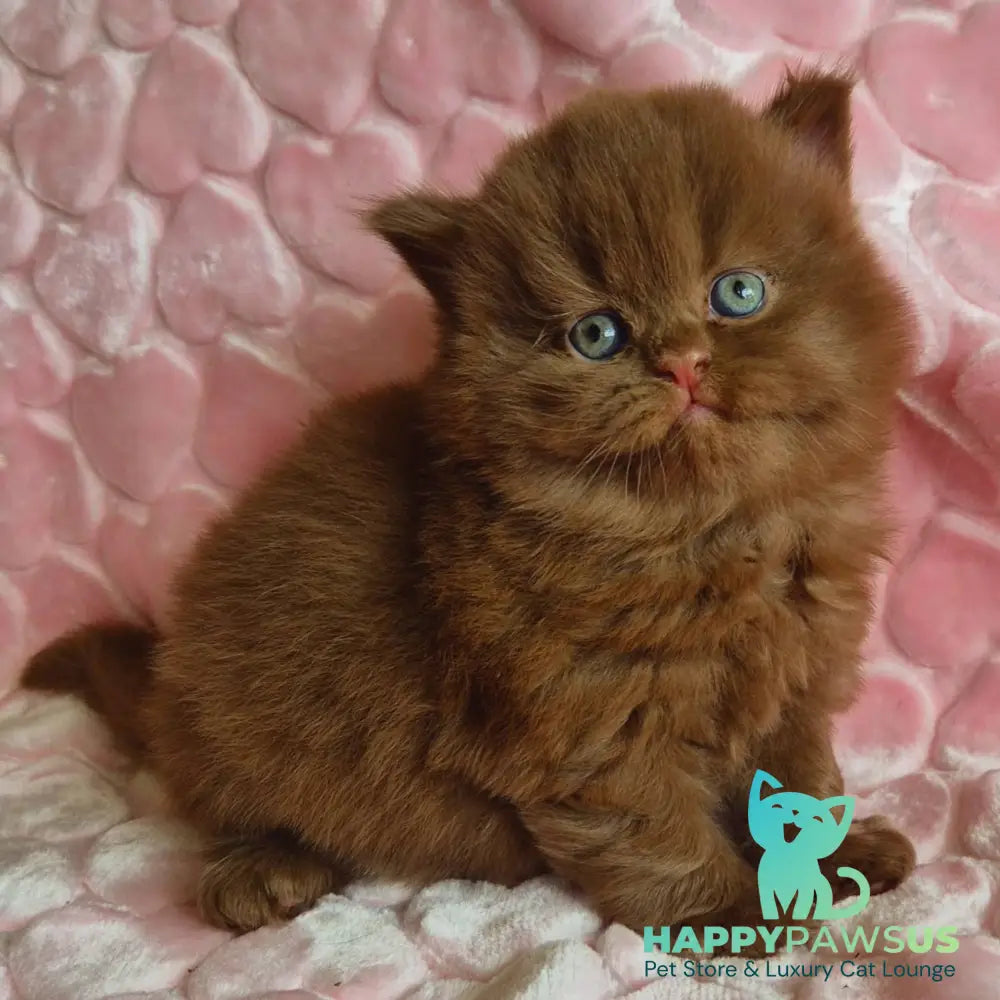 Gucci British Longhair male cinnamon - live animals