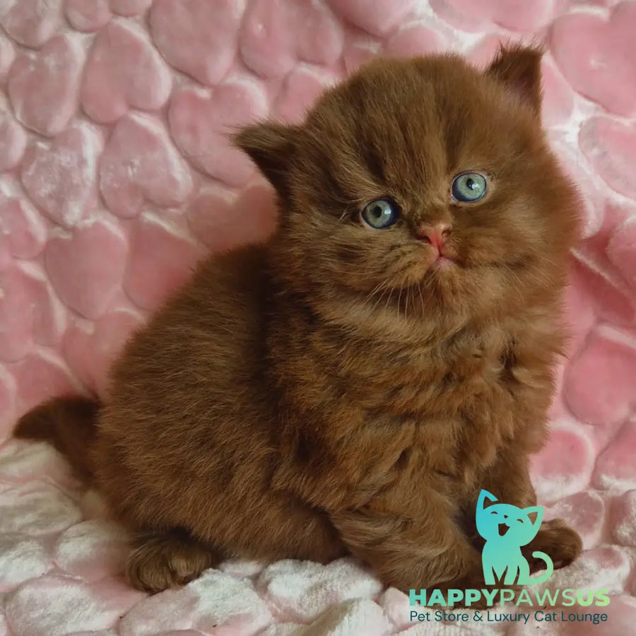 Gucci British Longhair male cinnamon - live animals