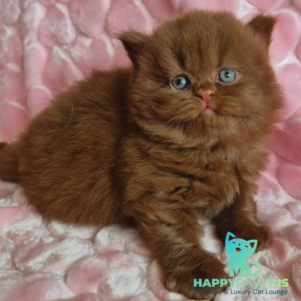 Gucci British Longhair male cinnamon - live animals