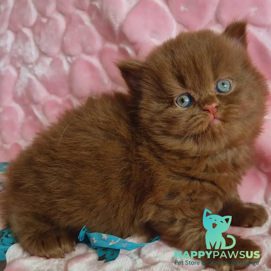 Gucci British Longhair male cinnamon - live animals
