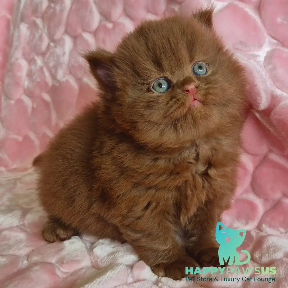 Gucci British Longhair male cinnamon - live animals