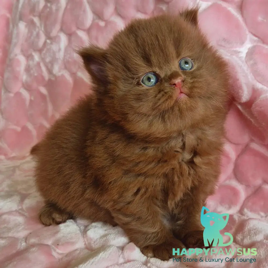 Gucci British Longhair male cinnamon - live animals