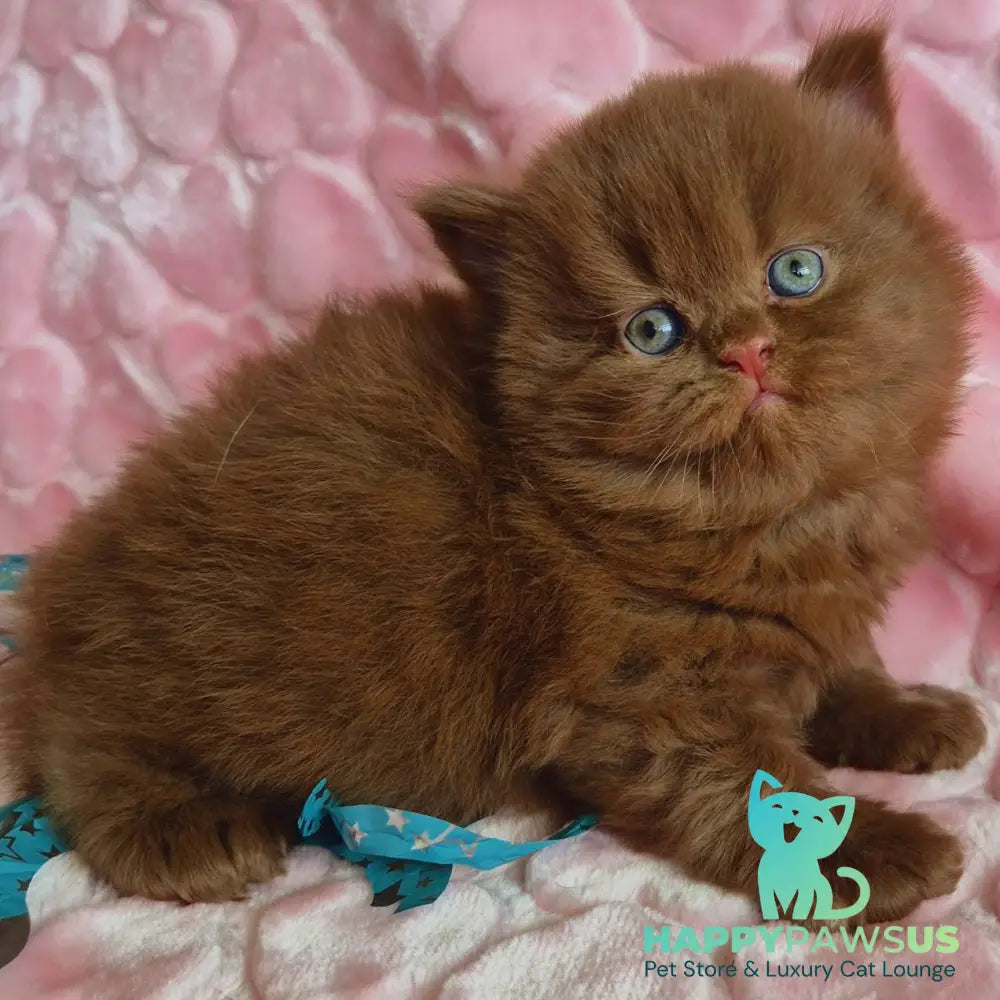 Gucci British Longhair male cinnamon - live animals