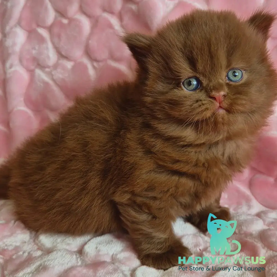 Gucci British Longhair male cinnamon - live animals