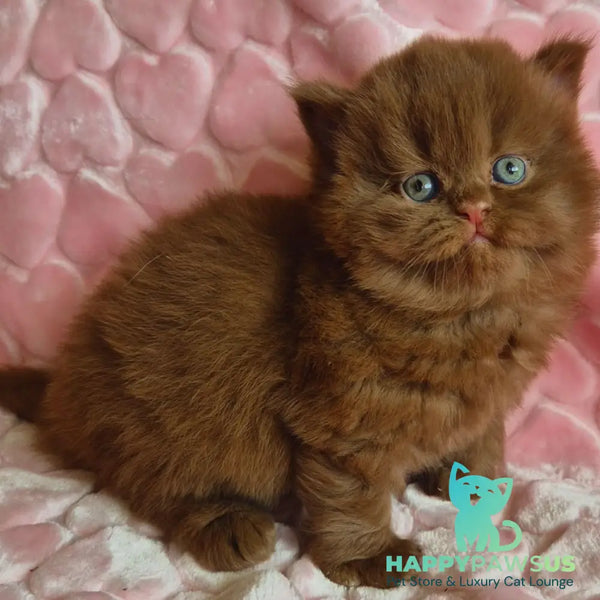 Gucci British Longhair male cinnamon - live animals