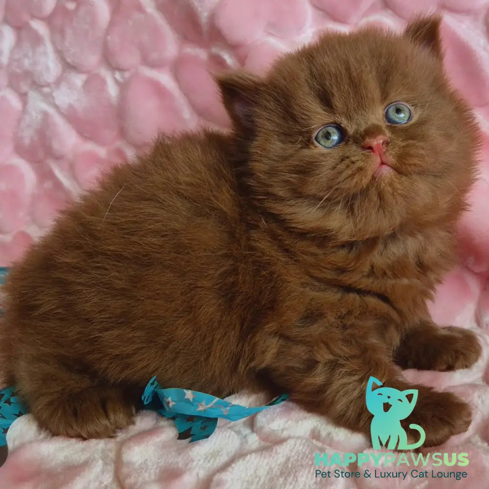 Gucci British Longhair male cinnamon - live animals