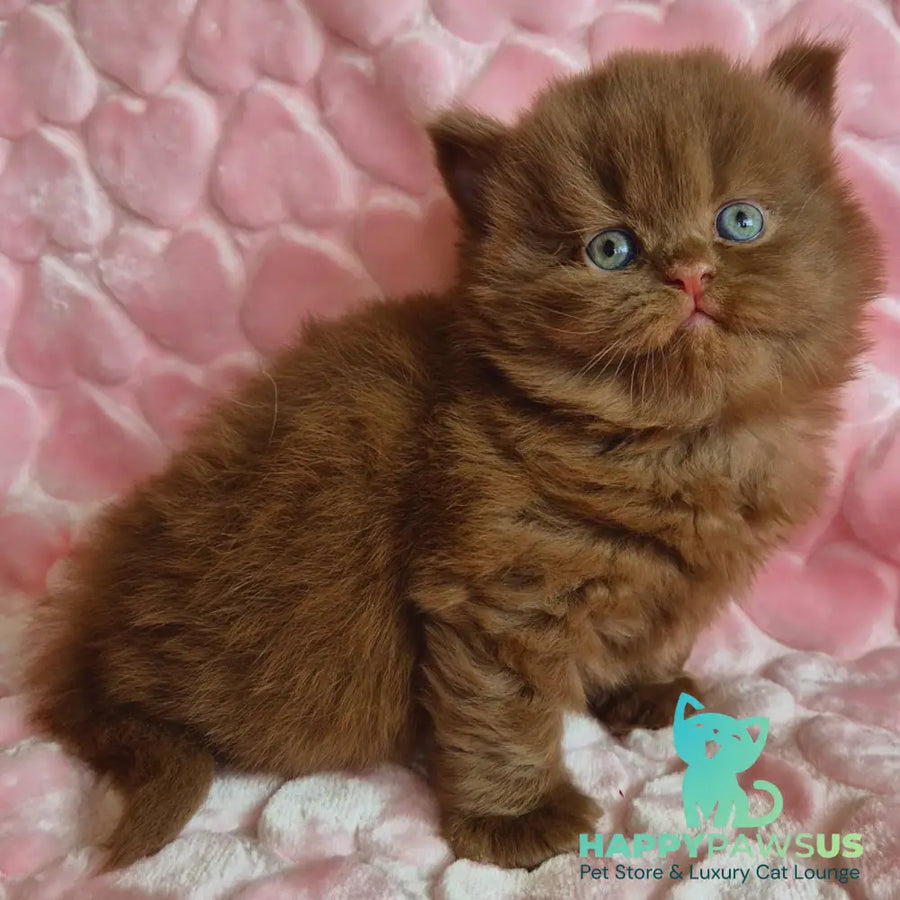 Gucci British Longhair male cinnamon - live animals
