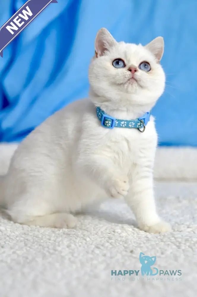 Gucci British Shorthair male black golden shaded pointed live animals