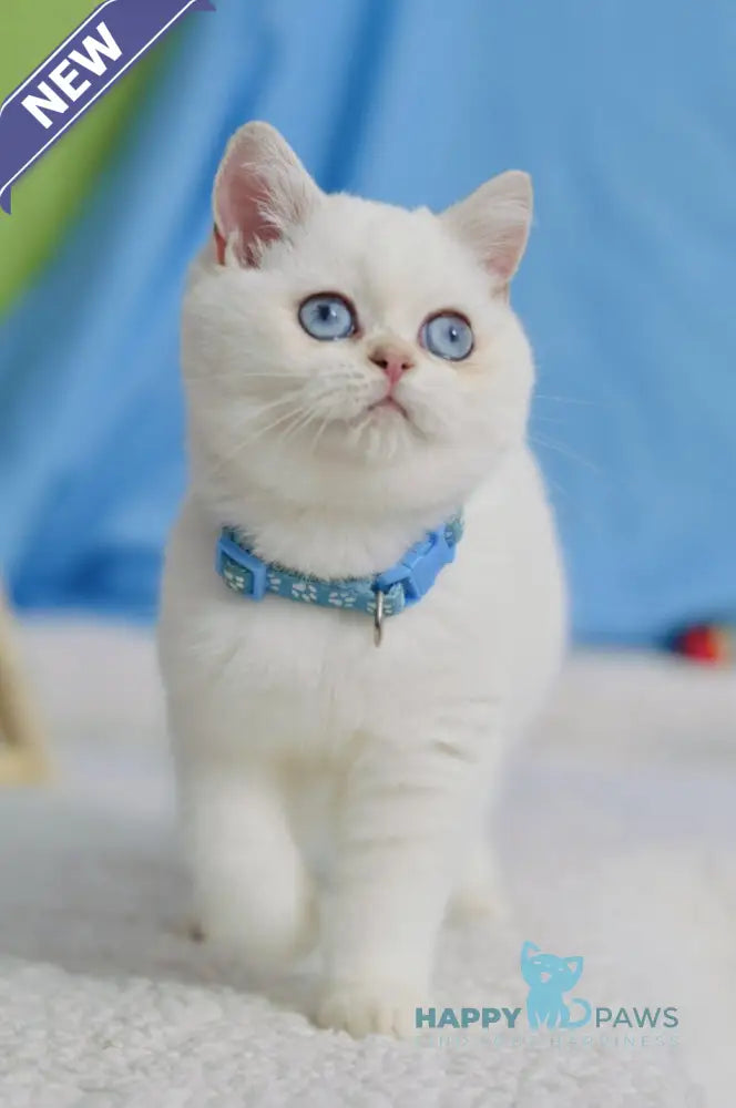 Gucci British Shorthair male black golden shaded pointed live animals