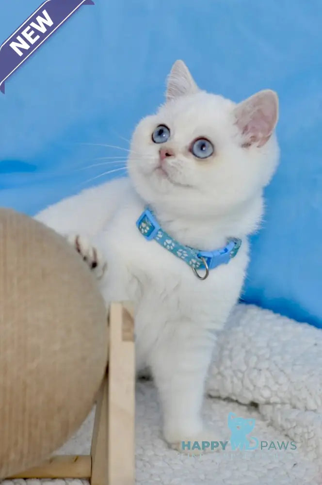 Gucci British Shorthair male black golden shaded pointed live animals