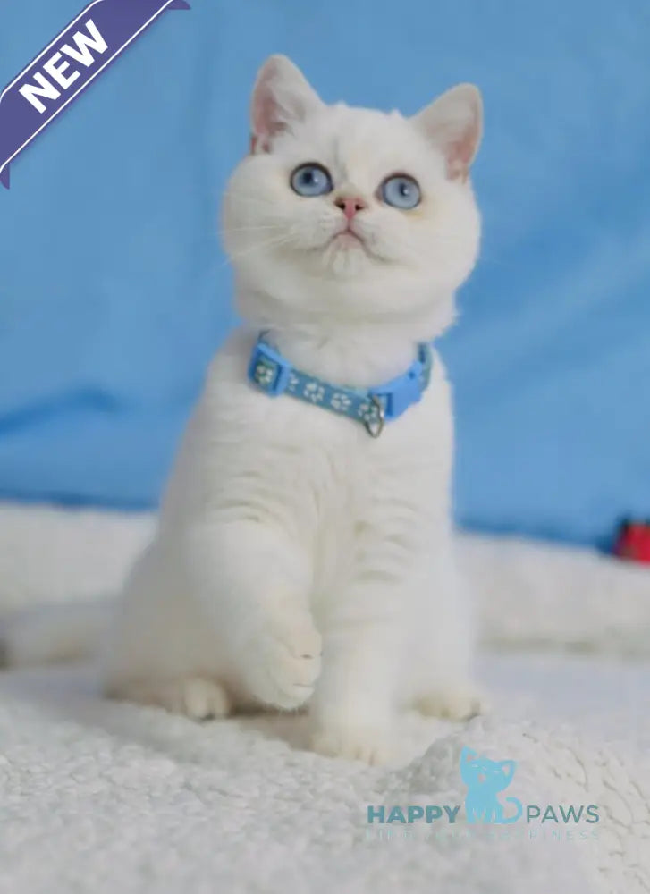 Gucci British Shorthair male black golden shaded pointed live animals