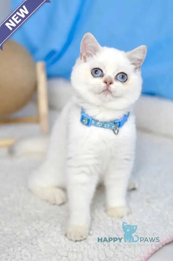 Gucci British Shorthair male black golden shaded pointed live animals