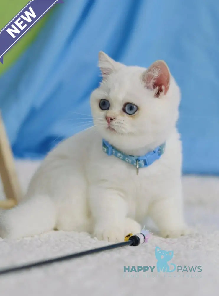 Gucci British Shorthair male black golden shaded pointed live animals