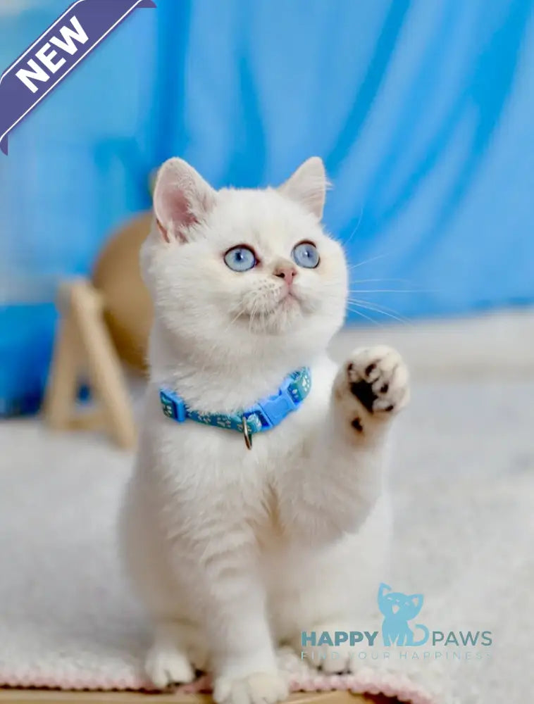 Gucci British Shorthair male black golden shaded pointed live animals