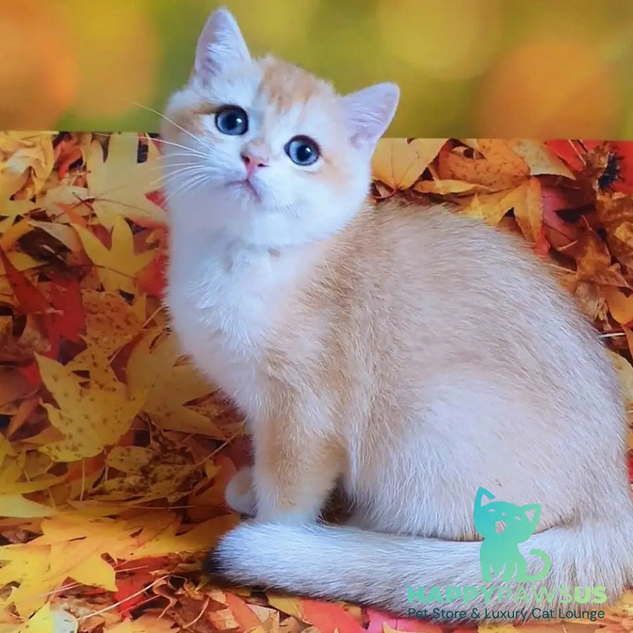 Gucci British Shorthair male chocolate chinchilla - live animals