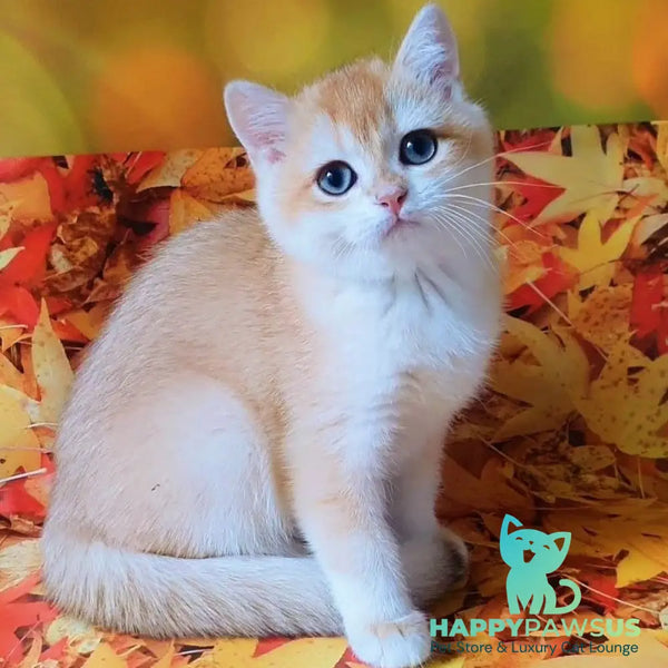 Gucci British Shorthair male chocolate chinchilla - live animals