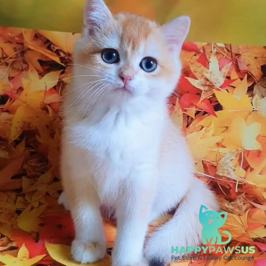 Gucci British Shorthair male chocolate chinchilla - live animals