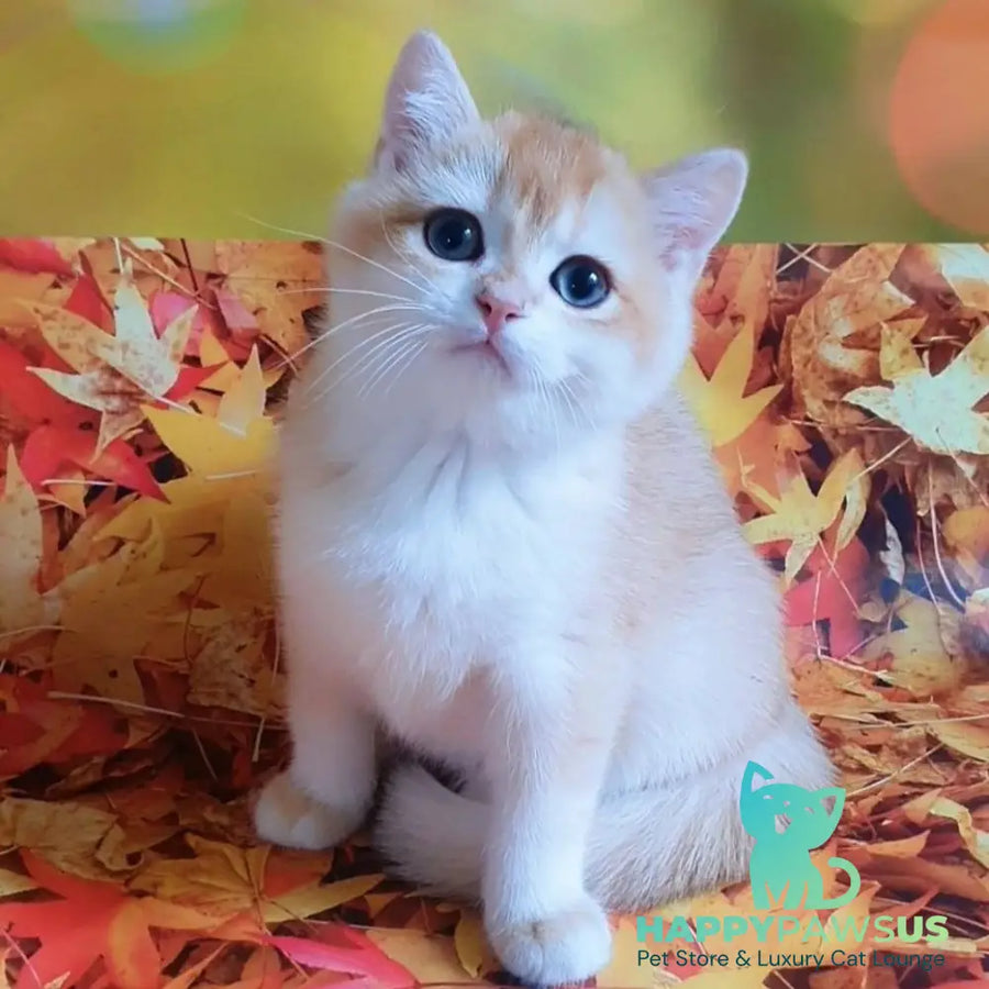 Gucci British Shorthair male chocolate chinchilla - live animals