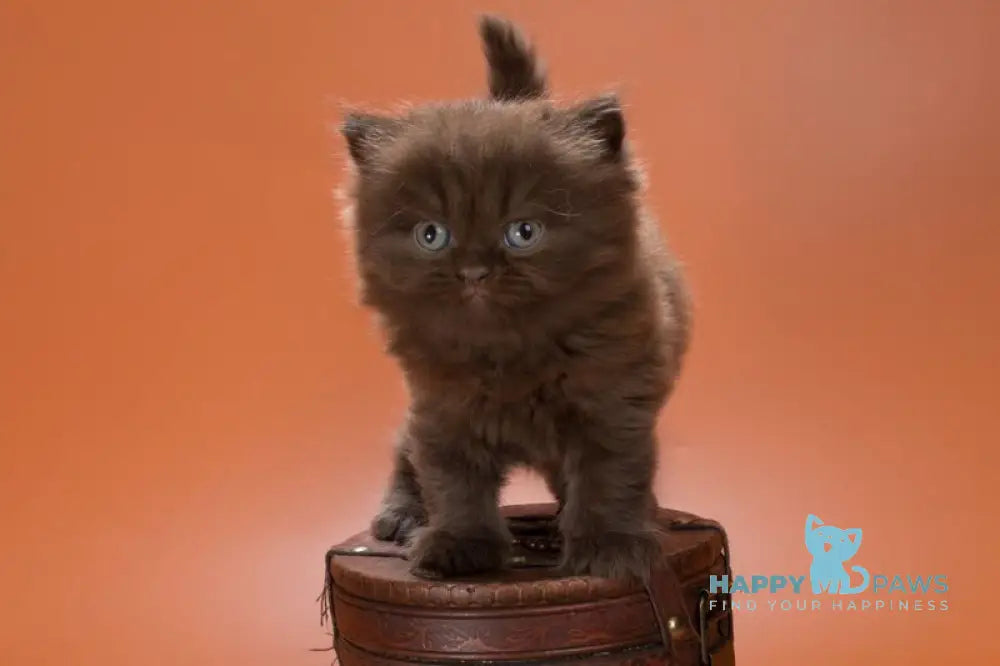 Gucci British Shorthair male chocolate live animals