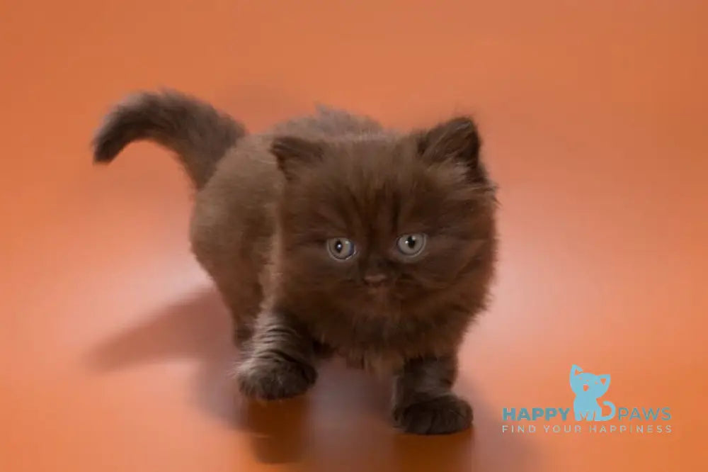 Gucci British Shorthair male chocolate live animals