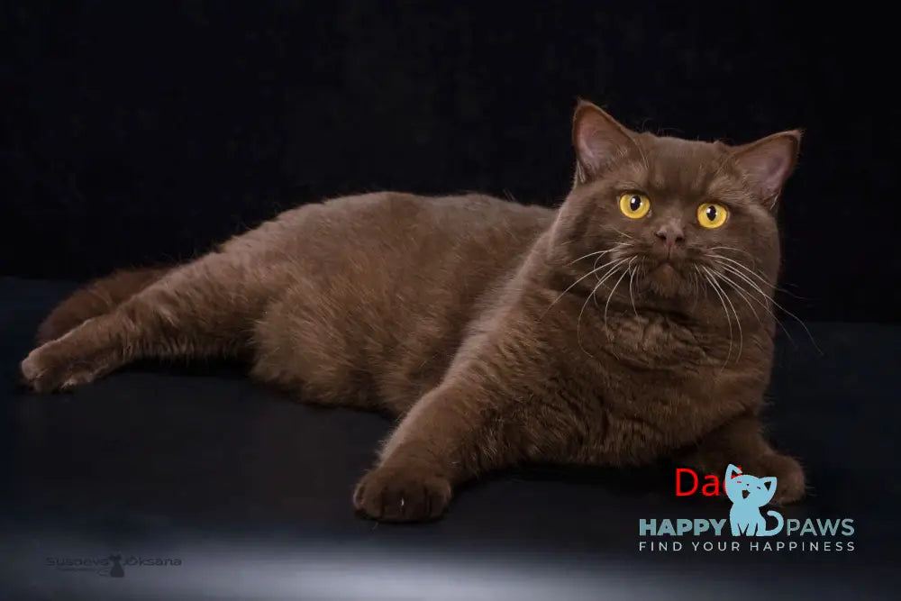 Gucci British Shorthair male chocolate live animals