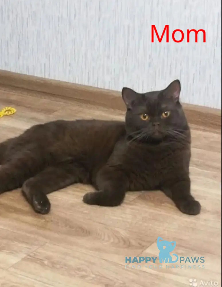 Gucci British Shorthair male chocolate live animals