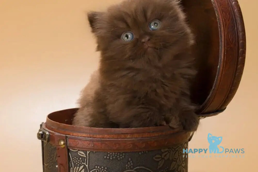 Gucci British Shorthair male chocolate live animals