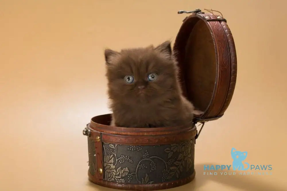 Gucci British Shorthair male chocolate live animals