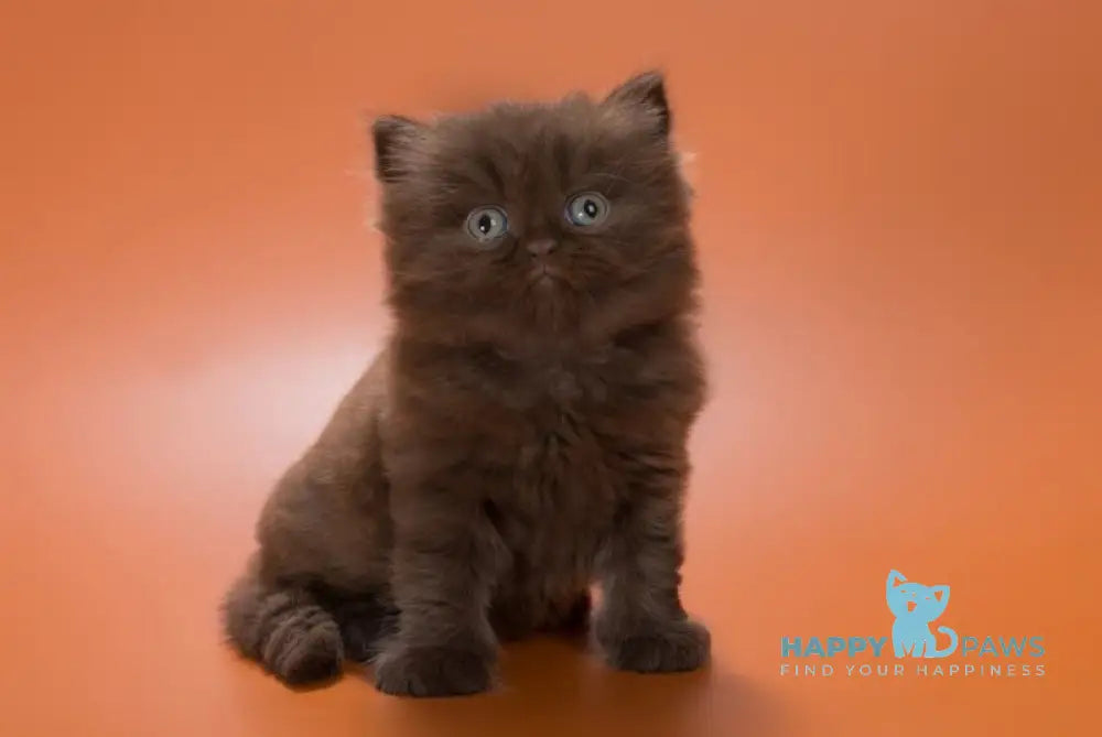 Gucci British Shorthair male chocolate live animals