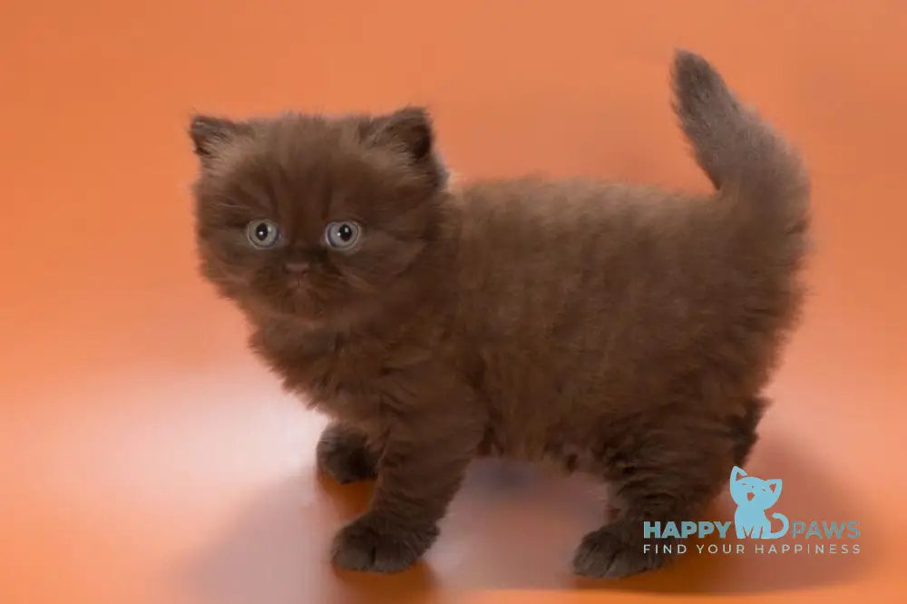 Gucci British Shorthair male chocolate live animals