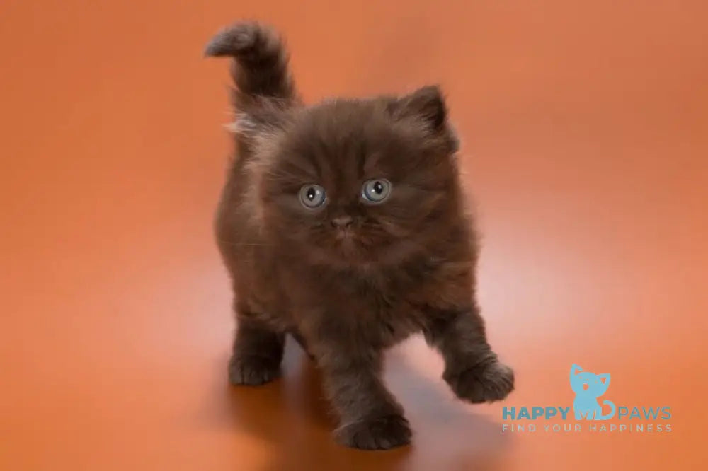 Gucci British Shorthair male chocolate live animals