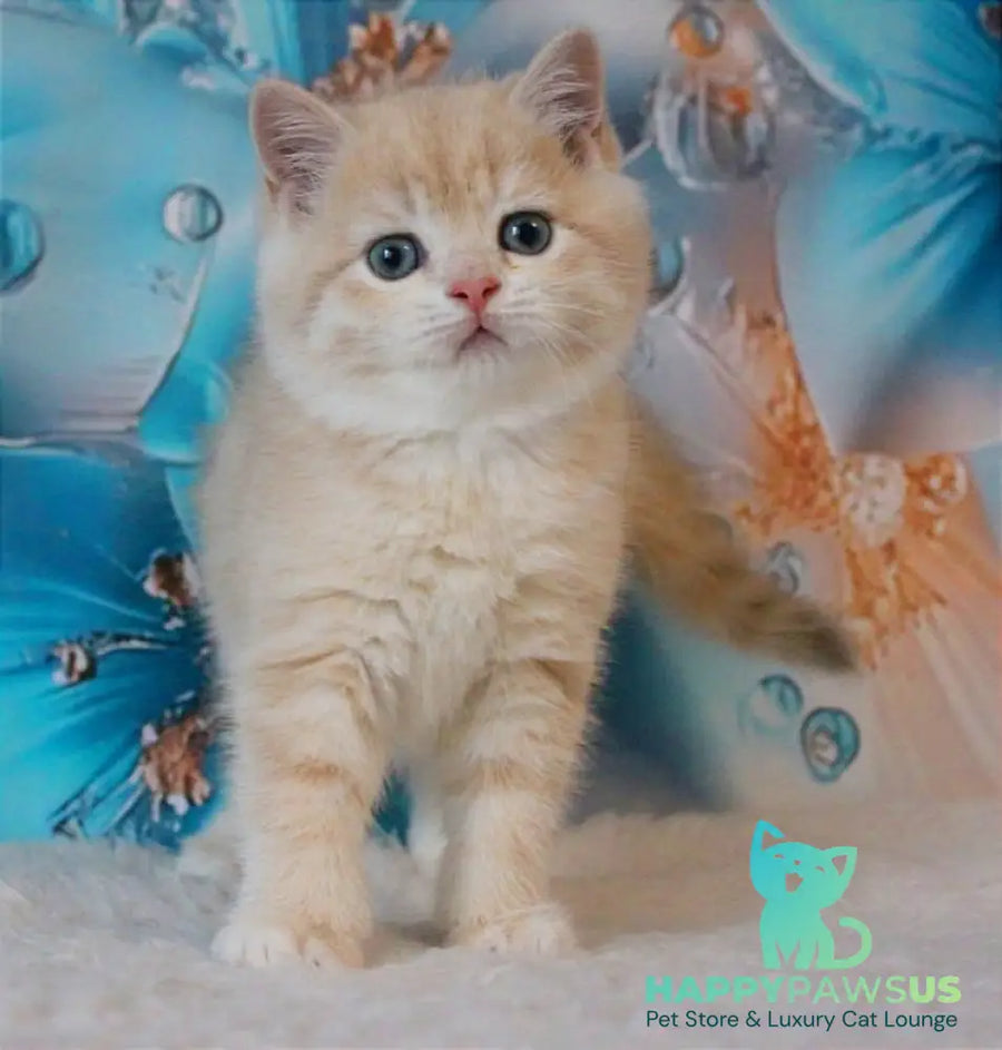 Gucci British Shorthair male lilac golden shaded - live animals