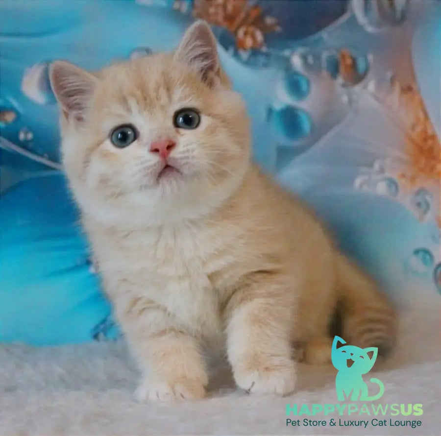 Gucci British Shorthair male lilac golden shaded - live animals